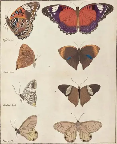 Illustration ur Icones Insectorum Rariorum. Sectio Secunda (1764), sida 55