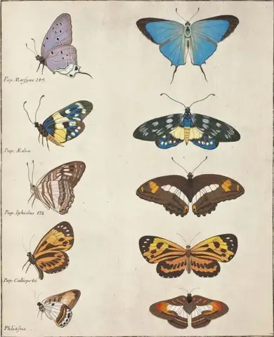 Illustration ur Icones Insectorum Rariorum. Sectio Secunda (1764), sida 65