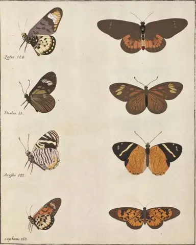 Illustration ur Icones Insectorum Rariorum. Sectio Secunda (1764), sida 69