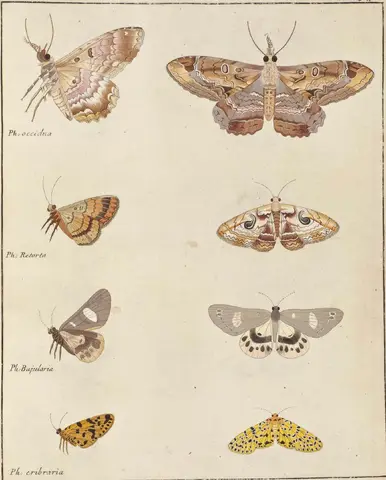 Illustration ur Icones Insectorum Rariorum. Sectio Secunda (1764), sida 91