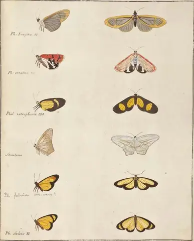 Illustration ur Icones Insectorum Rariorum. Sectio Secunda (1764), sida 93