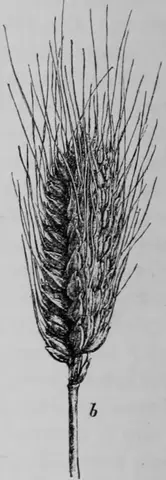 Illustration ur Kulturvaxter på åker och äng (1899), sida 108