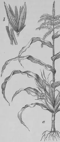 Illustration ur Kulturvaxter på åker och äng (1899), sida 122