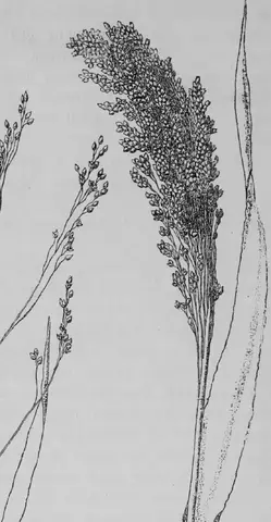 Illustration ur Kulturvaxter på åker och äng (1899), sida 124