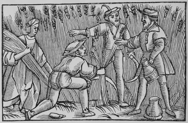 Illustration ur Kulturvaxter på åker och äng (1899), sida 134