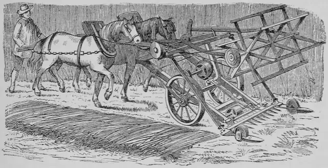 Illustration ur Kulturvaxter på åker och äng (1899), sida 135