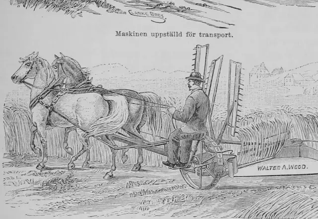 Illustration ur Kulturvaxter på åker och äng (1899), sida 137