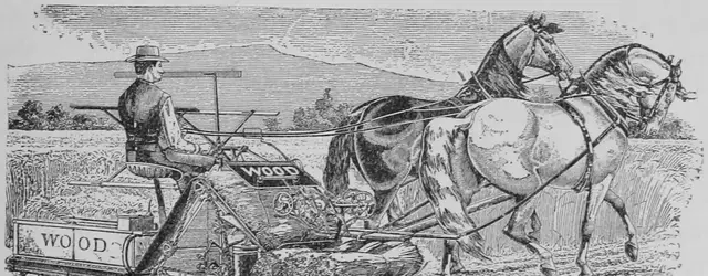 Illustration ur Kulturvaxter på åker och äng (1899), sida 137