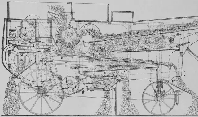 Illustration ur Kulturvaxter på åker och äng (1899), sida 142