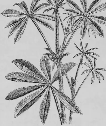 Illustration ur Kulturvaxter på åker och äng (1899), sida 151