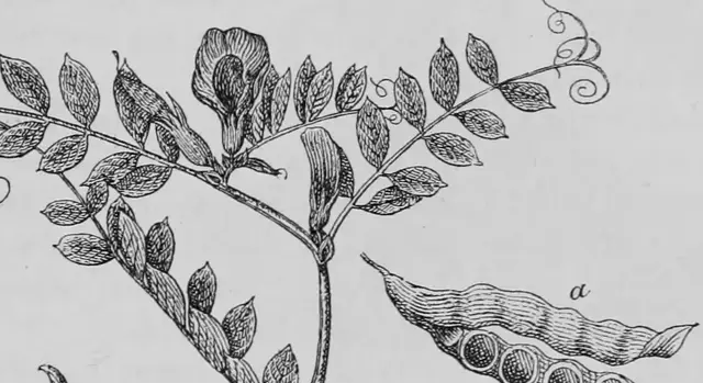 Illustration ur Kulturvaxter på åker och äng (1899), sida 151