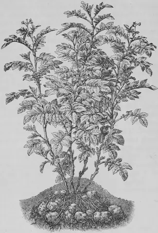 Illustration ur Kulturvaxter på åker och äng (1899), sida 153