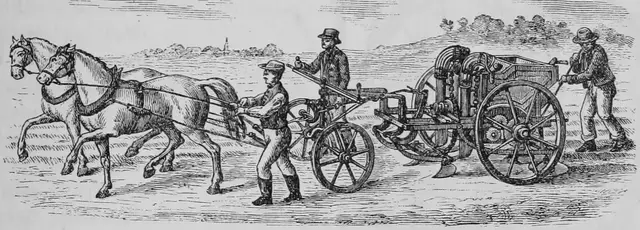 Illustration ur Kulturvaxter på åker och äng (1899), sida 155