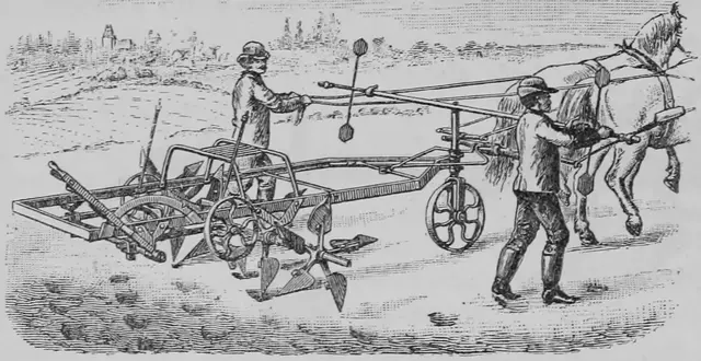 Illustration ur Kulturvaxter på åker och äng (1899), sida 156