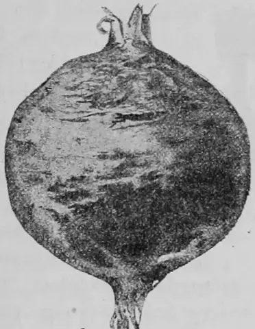 Illustration ur Kulturvaxter på åker och äng (1899), sida 159