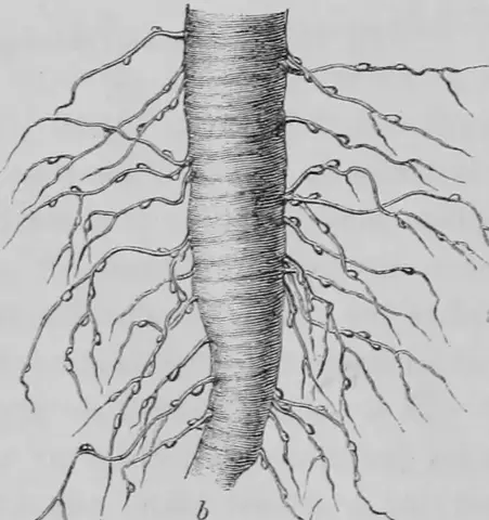 Illustration ur Kulturvaxter på åker och äng (1899), sida 160