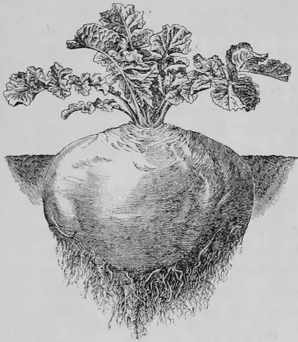 Illustration ur Kulturvaxter på åker och äng (1899), sida 162