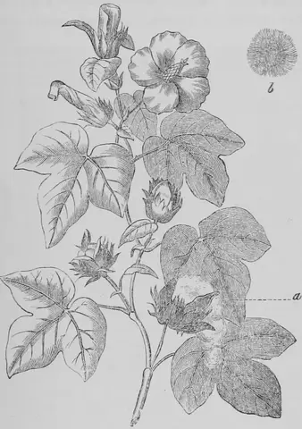 Illustration ur Kulturvaxter på åker och äng (1899), sida 169