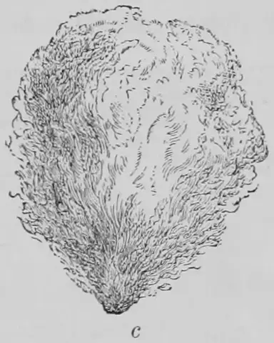 Illustration ur Kulturvaxter på åker och äng (1899), sida 169