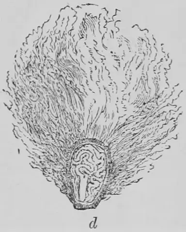 Illustration ur Kulturvaxter på åker och äng (1899), sida 169