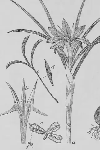 Illustration, sida 177