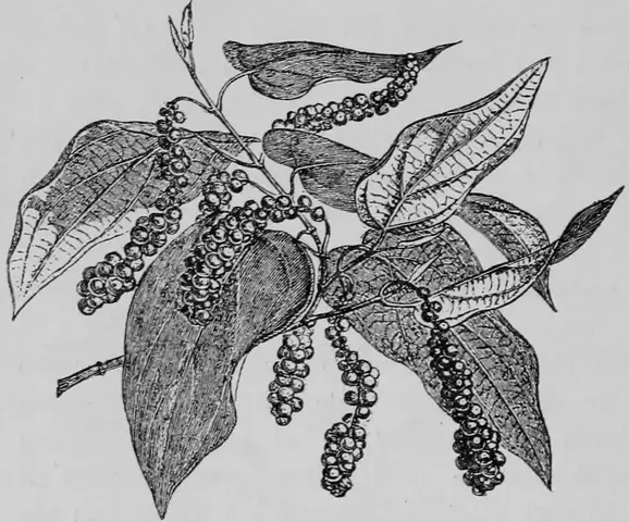 Illustration, sida 184