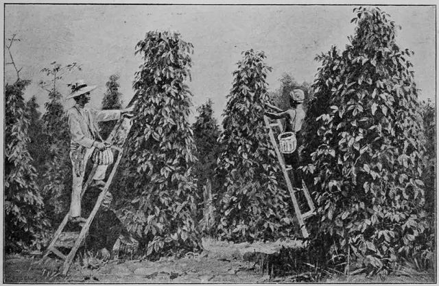 Illustration ur Kulturvaxter på åker och äng (1899), sida 185