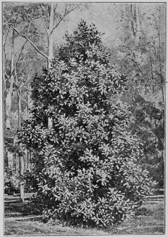 Illustration, sida 189