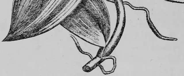 Illustration ur Kulturvaxter på åker och äng (1899), sida 190