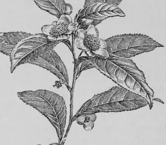 Illustration ur Kulturvaxter på åker och äng (1899), sida 195