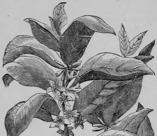 Illustration ur Kulturvaxter på åker och äng (1899), sida 198