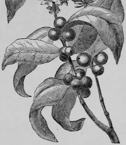 Illustration, sida 198