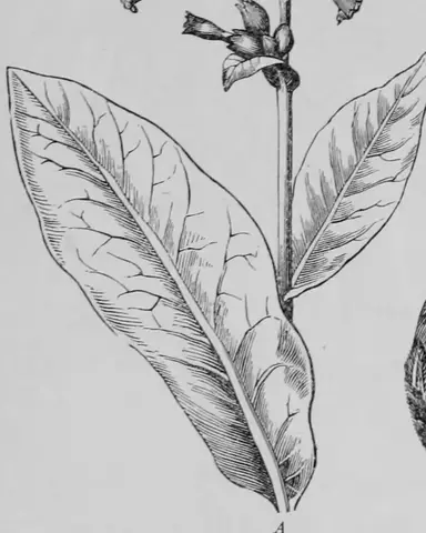 Illustration ur Kulturvaxter på åker och äng (1899), sida 204