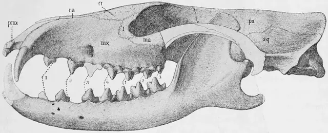 Illustration, sida 237