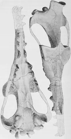 Illustration, sida 238