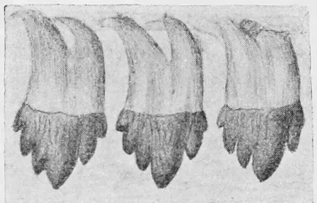 Illustration, sida 244