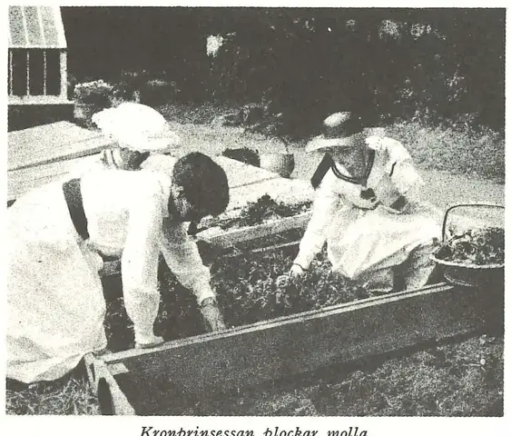 Illustration, sida 494