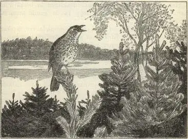 Illustration, sida 167