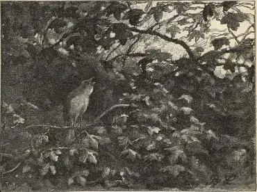 Illustration, sida 209