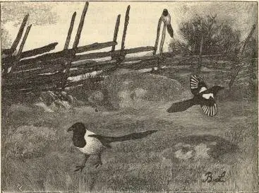 Illustration, sida 290