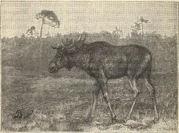 Illustration, sida 310