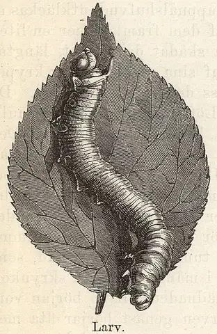Illustration ur Läsebok för folkskolan: Afdelning 3, 4, 5 och 6 (1903), sida 872