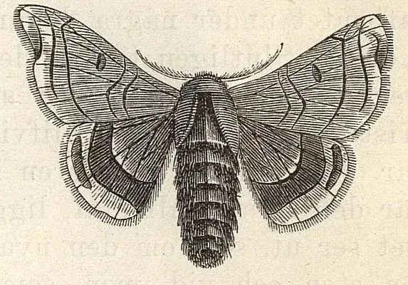 Illustration ur Läsebok för folkskolan: Afdelning 3, 4, 5 och 6 (1903), sida 872
