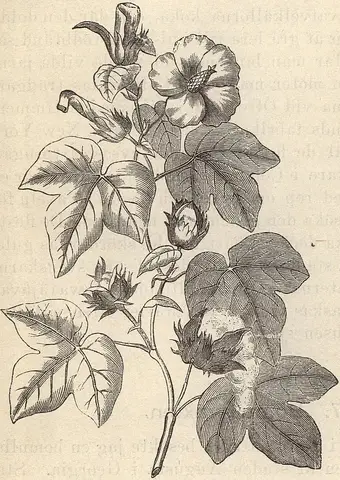 Illustration ur Läsebok för folkskolan: Afdelning 3, 4, 5 och 6 (1903), sida 936