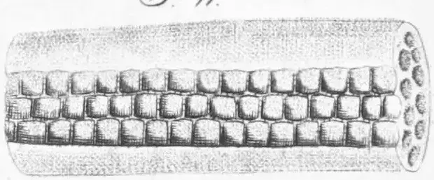 Illustration ur Lärobok i botanik, af C.A. Agardh. (1830), sida 417