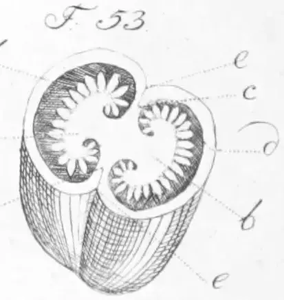 Illustration ur Lärobok i botanik, af C.A. Agardh. (1830), sida 423