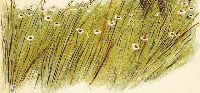 Illustration ur På ängen (1896), sida 13