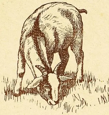 Illustration ur Wåra vänner bland djuren (1897), sida 4