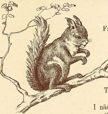 Illustration ur Wåra vänner bland djuren (1897), sida 6
