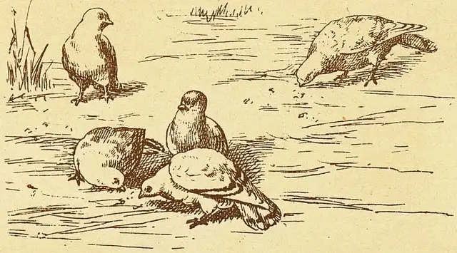 Illustration ur Wåra vänner bland djuren (1897), sida 11